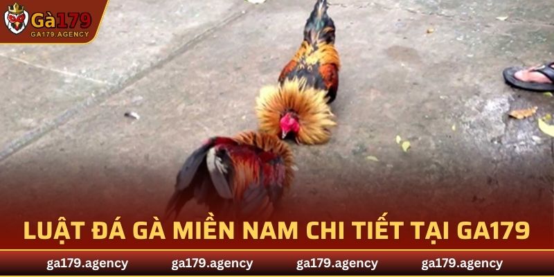 Luật đá gà miền nam chi tiết tại GA179