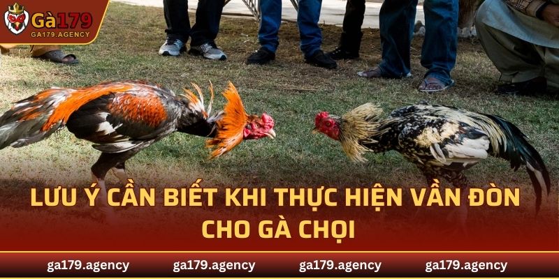 Lưu ý cần biết khi thực hiện vần đòn cho gà chọi