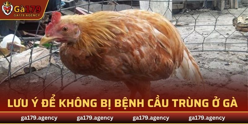 Lưu ý để không bị bệnh cầu trùng ở gà