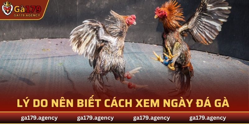 Lý do nên biết cách xem ngày đá gà