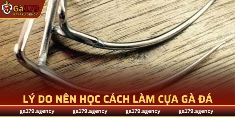 Lý do nên học cách làm cựa gà đá