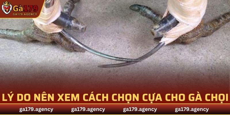 Lý do nên xem cách chọn cựa cho gà chọi