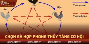 Màu Mạng Gà Đá