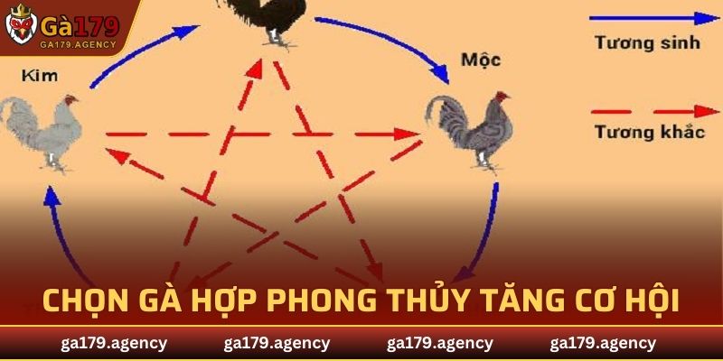 Màu Mạng Gà Đá