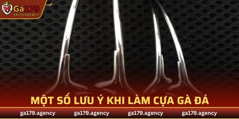 Một số lưu ý khi làm cựa gà đá