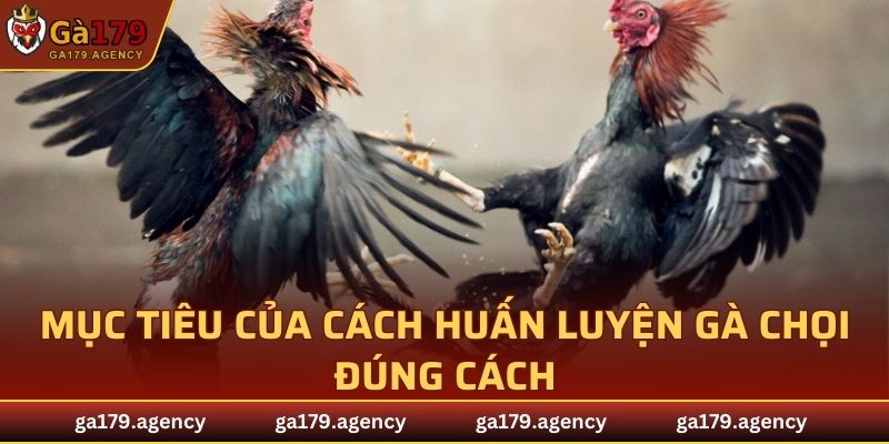 Mục tiêu của cách huấn luyện gà chọi đúng cách