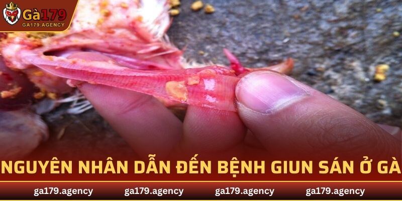 Nguyên nhân chính dẫn đến bệnh giun sán ở gà