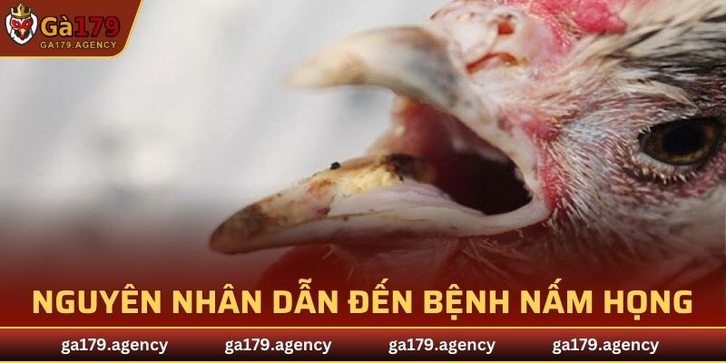 Nguyên nhân chính dẫn đến bệnh nấm họng ở gà hiện nay