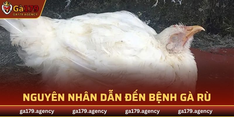 Nguyên nhân dẫn đến bệnh gà rù