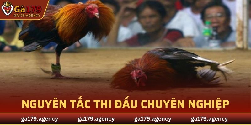 Nguyên tắc thi đấu, đặt cược đơn giản, chuyên nghiệp
