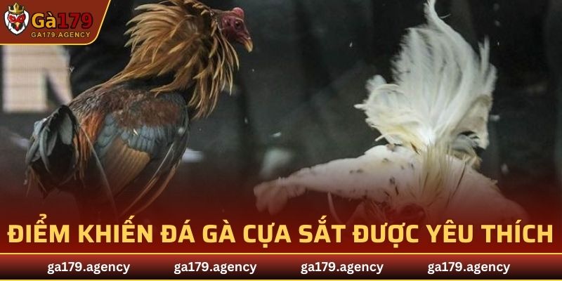 Những ưu điểm khiến đá gà cựa sắt được yêu thích