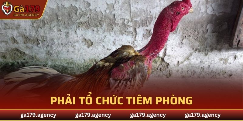 Phải tổ chức tiêm phòng các bệnh phổ biến