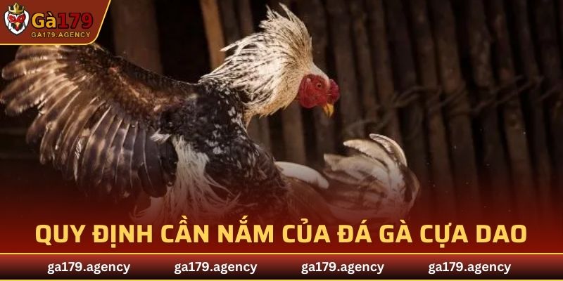 Quy định cần nắm của đá gà cựa dao