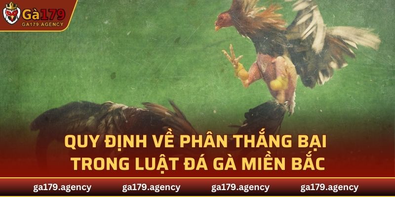 Quy định về phân thắng bại trong luật đá gà miền Bắc