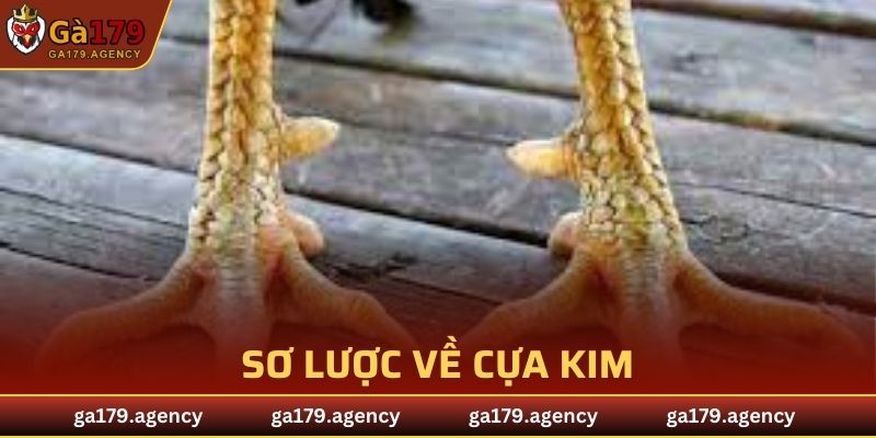 Sơ lược về cựa kim