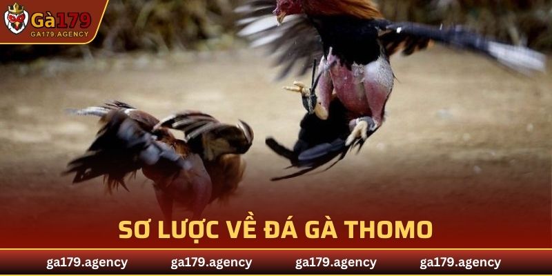 Sơ lược về đá gà Thomo