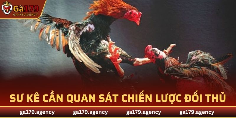 Sư kê cần quan sát chiến lược của đối thủ
