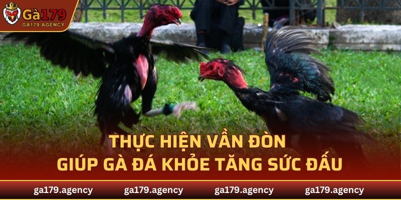 Thực hiện vần đòn giúp gà đá khỏe, tăng sức đấu