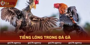 Tiếng Lóng Trong Đá Gà