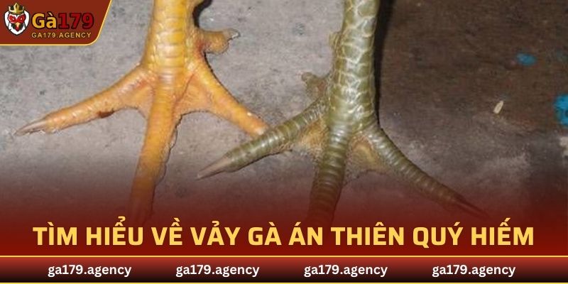 Tìm hiểu và giới thiệu về vảy gà án thiên quý hiếm