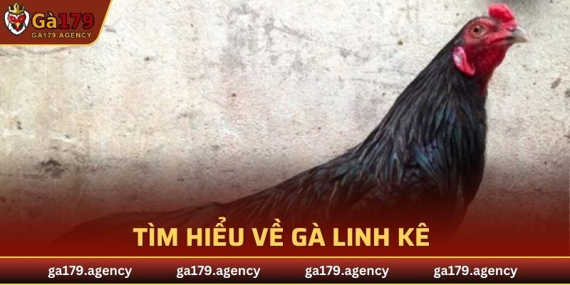 Tìm hiểu về gà linh kê