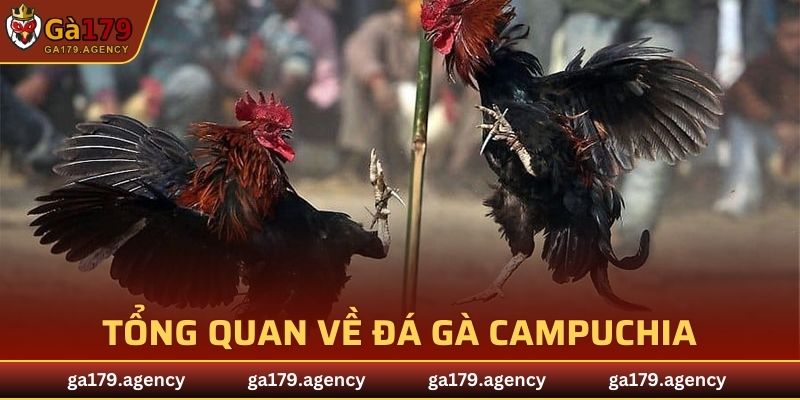 Tổng quan về đá gà Campuchia