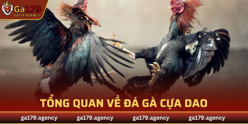 Tổng quan về đá gà cựa dao