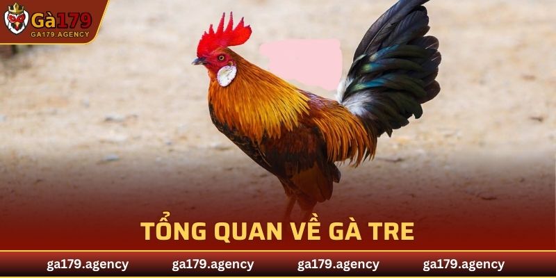 Tổng quan về gà tre