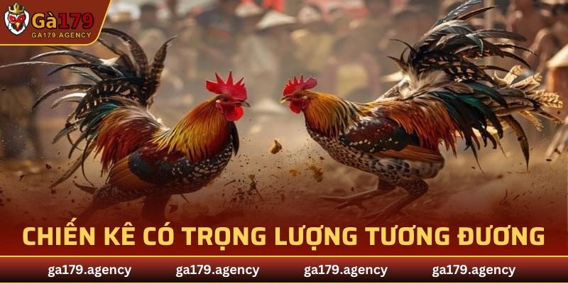Trọng lượng của các chiến kê phải tương đương khi thi đấu
