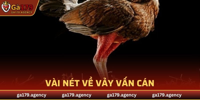 Vài nét về vảy vấn cán