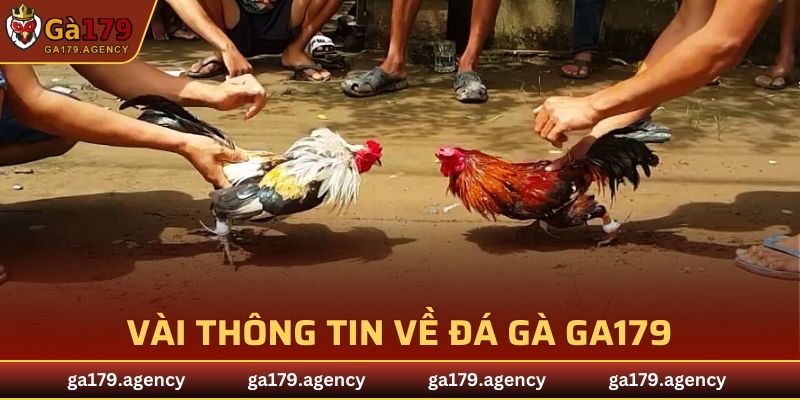 Vài thông tin sơ lược về sảnh đá gà GA179