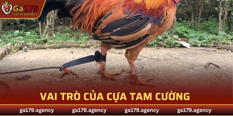 Vai trò của cựa Tam Cường trong các trận đấu