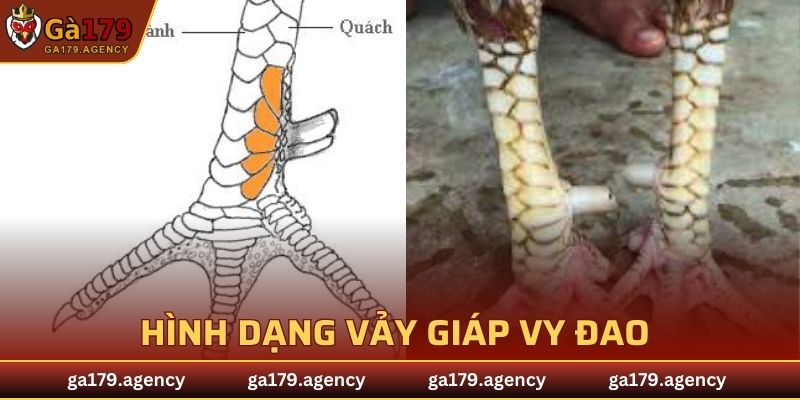 Vảy giáp Vy đao gồm 5 miếng chụm về phía cựa