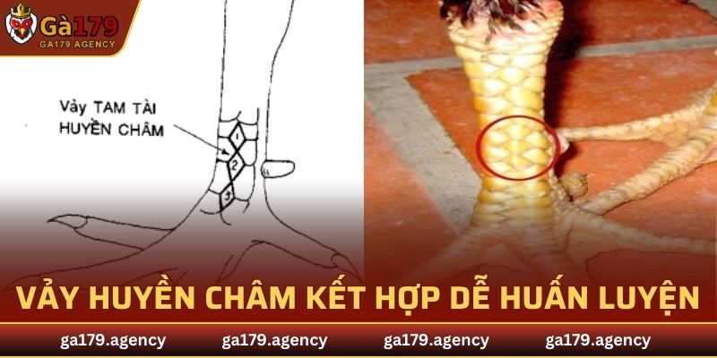 Vảy huyền châm kết hợp dễ huấn luyện