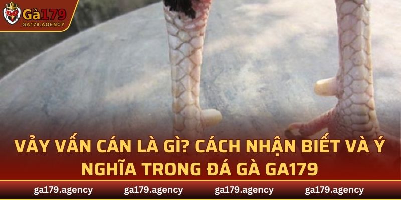 Vảy Vấn Cán